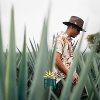 Persona entre agaves en campo de tequila